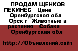 ПРОДАМ ЩЕНКОВ ПЕКИНЕС › Цена ­ 3 000 - Оренбургская обл., Орск г. Животные и растения » Собаки   . Оренбургская обл.
